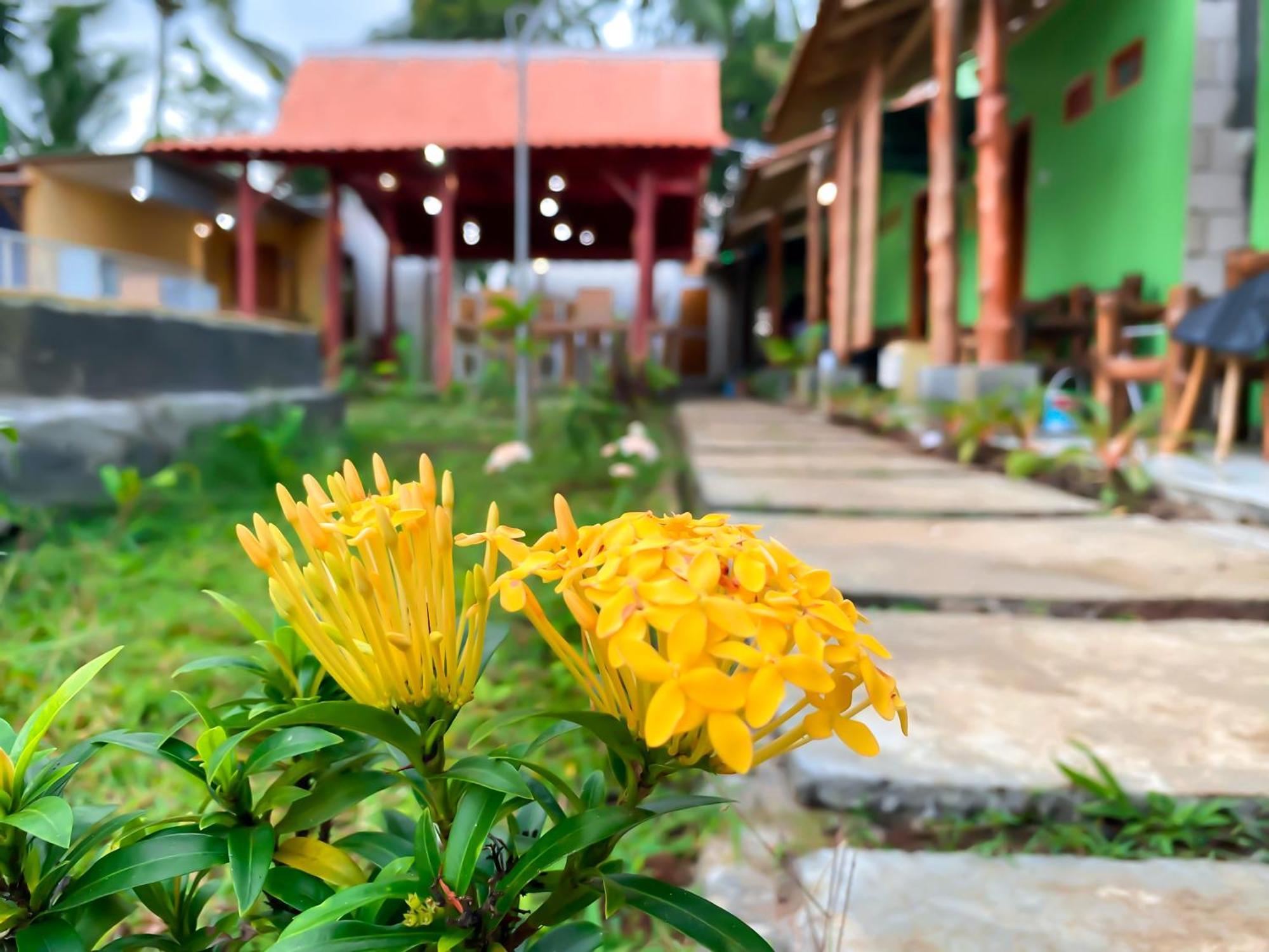 Wooden Kemiren Homestay Banyuwangi Banyuwangi  Exteriér fotografie