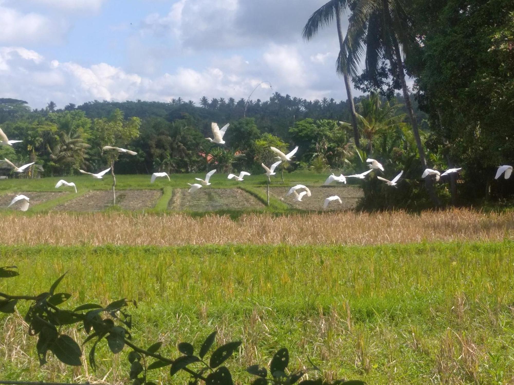 Wooden Kemiren Homestay Banyuwangi Banyuwangi  Exteriér fotografie
